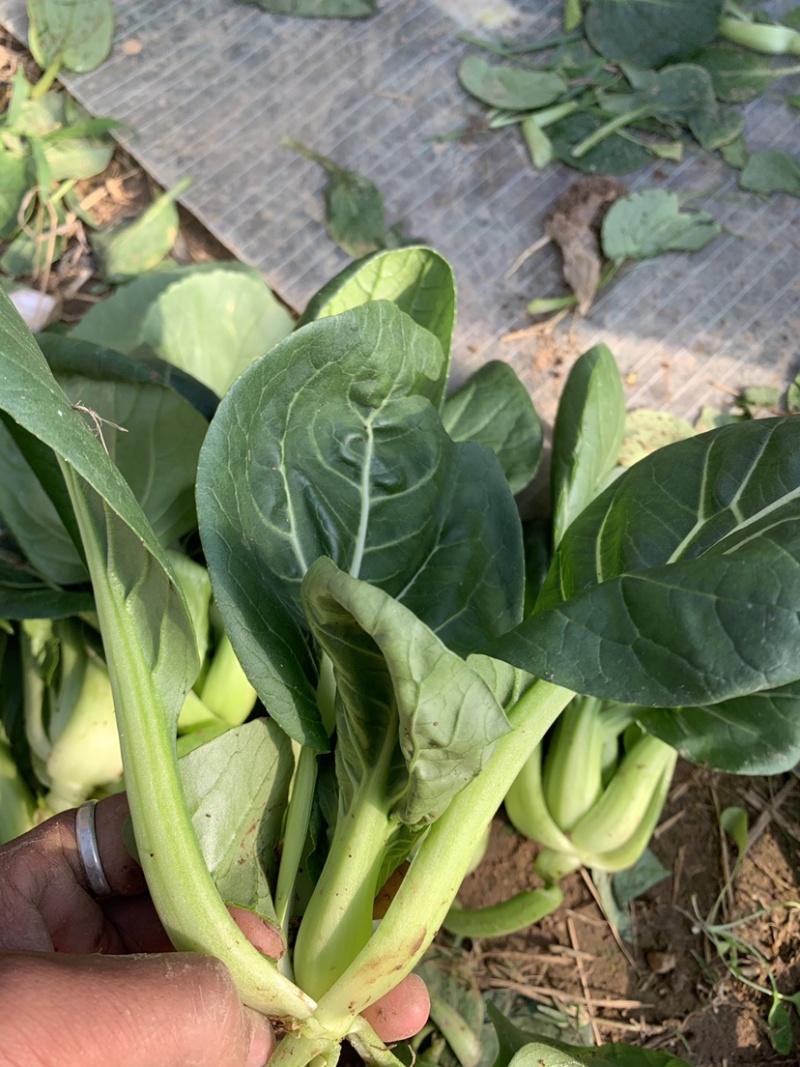 精品上海青苏州青新鲜蔬菜