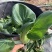 精品上海青苏州青新鲜蔬菜