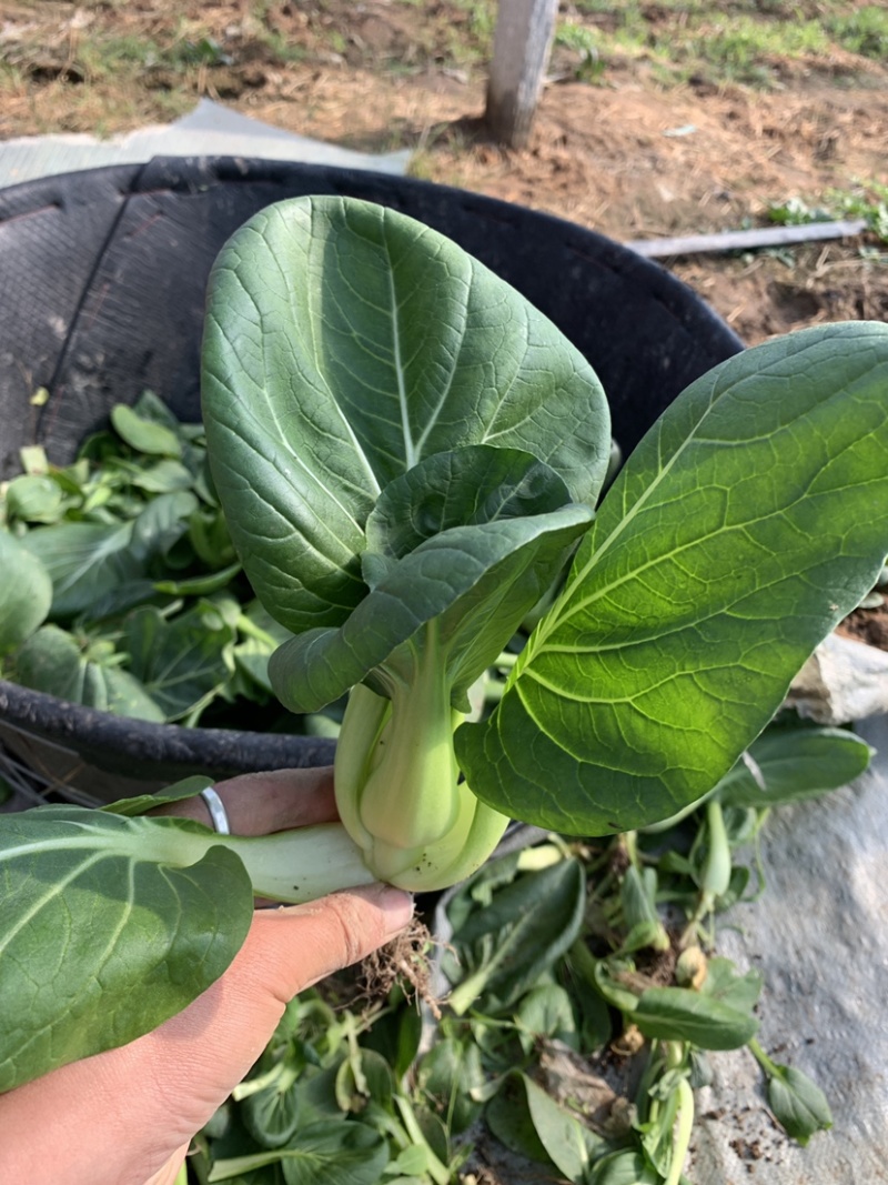 精品上海青苏州青新鲜蔬菜