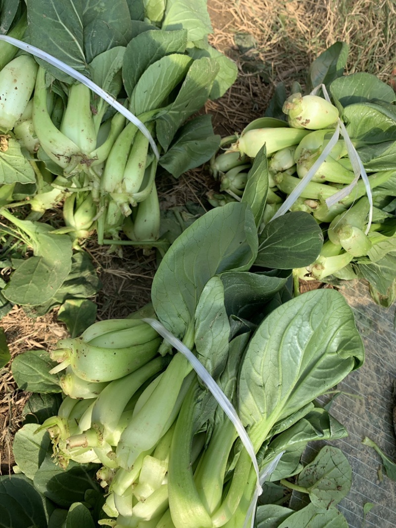 精品上海青苏州青新鲜蔬菜