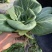 精品上海青苏州青新鲜蔬菜