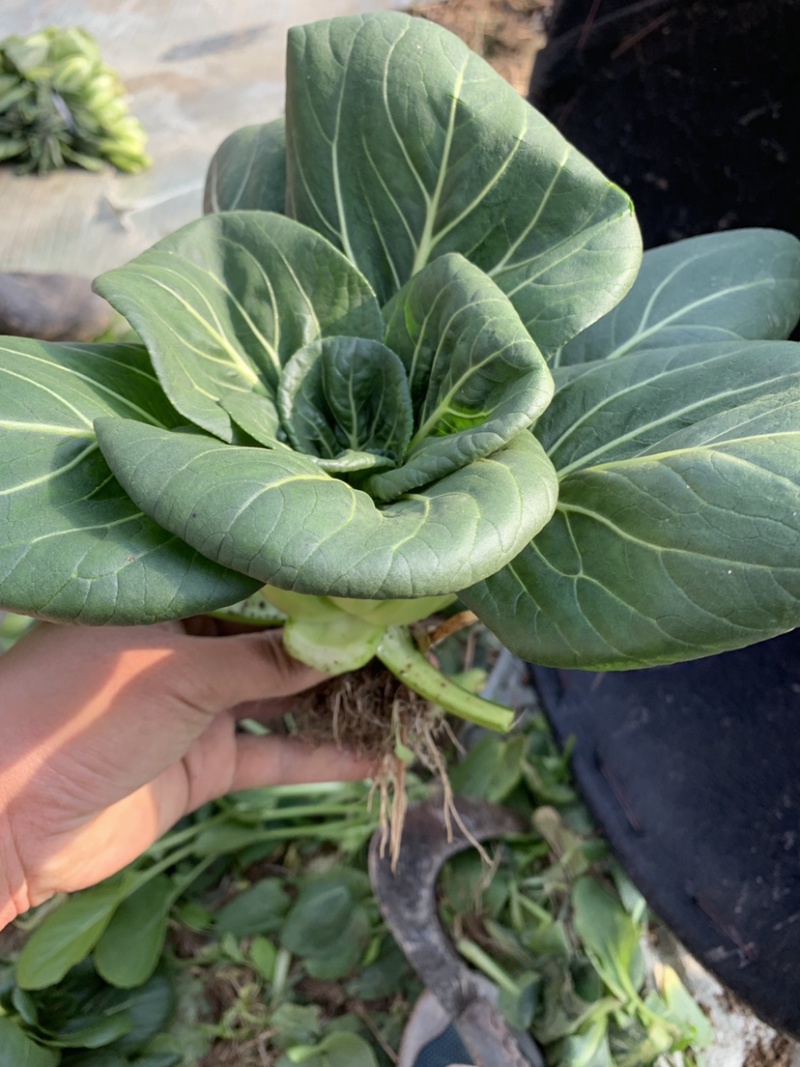 精品上海青苏州青新鲜蔬菜