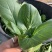精品上海青苏州青新鲜蔬菜