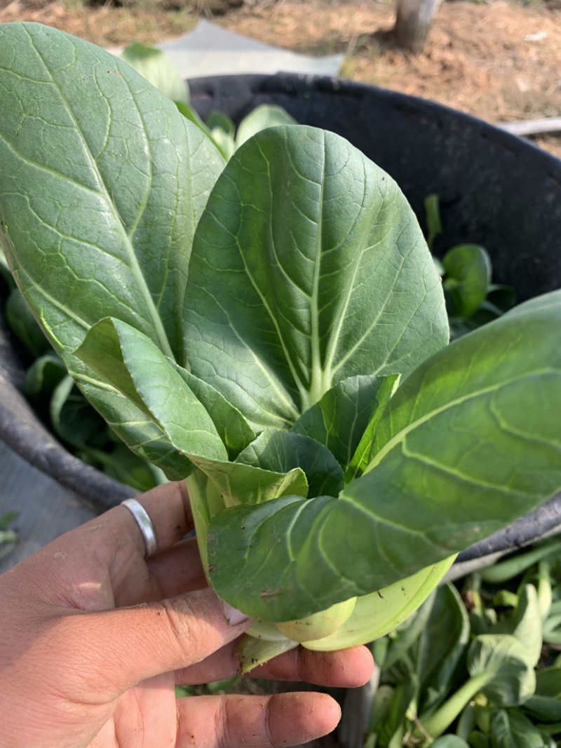 精品上海青苏州青新鲜蔬菜