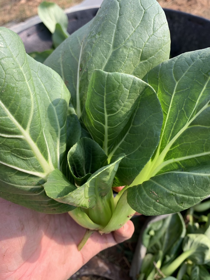 精品上海青苏州青新鲜蔬菜