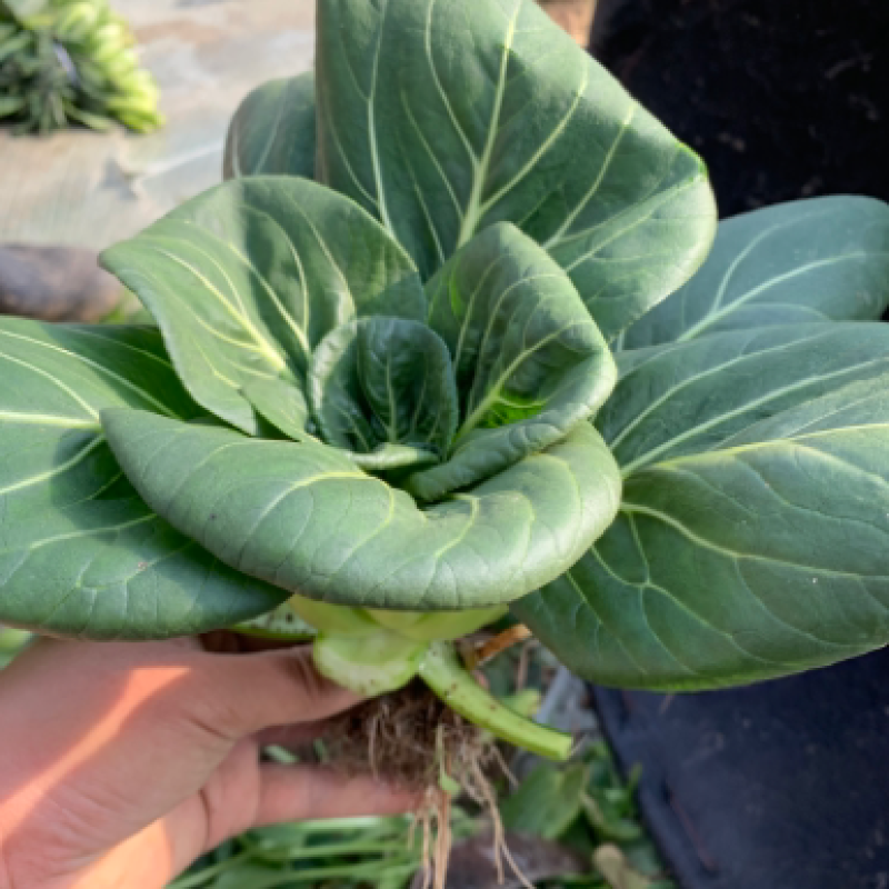 精品上海青苏州青新鲜蔬菜
