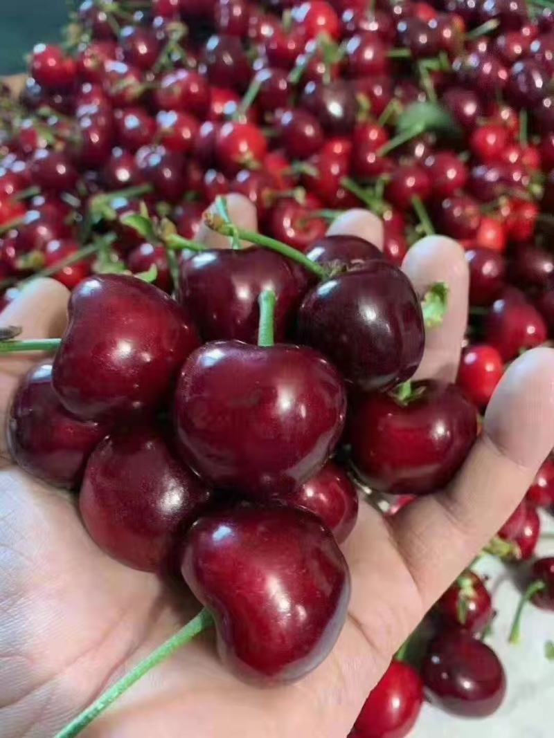 樱桃苗，鸡心樱桃苗，八公分以上樱桃树基地直销