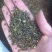 茼蒿种子，光干茼蒿种子，叶菜种子，高产茼蒿种子