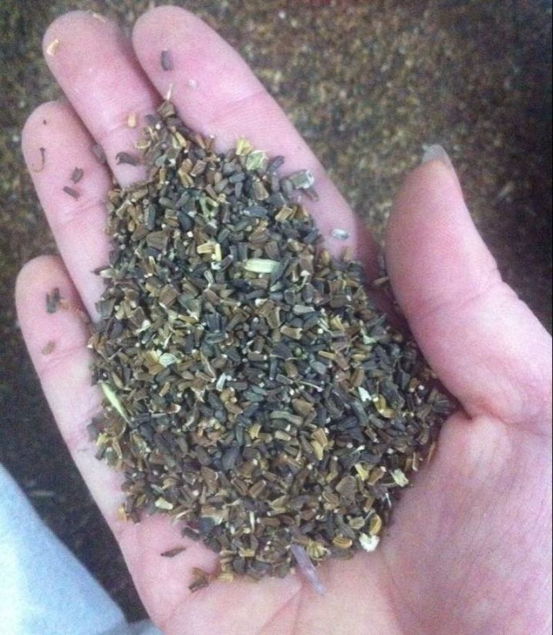 茼蒿种子，光干茼蒿种子，叶菜种子，高产茼蒿种子