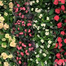 铁海棠又名虎刺梅基地直供90规格120规格混色装花期长