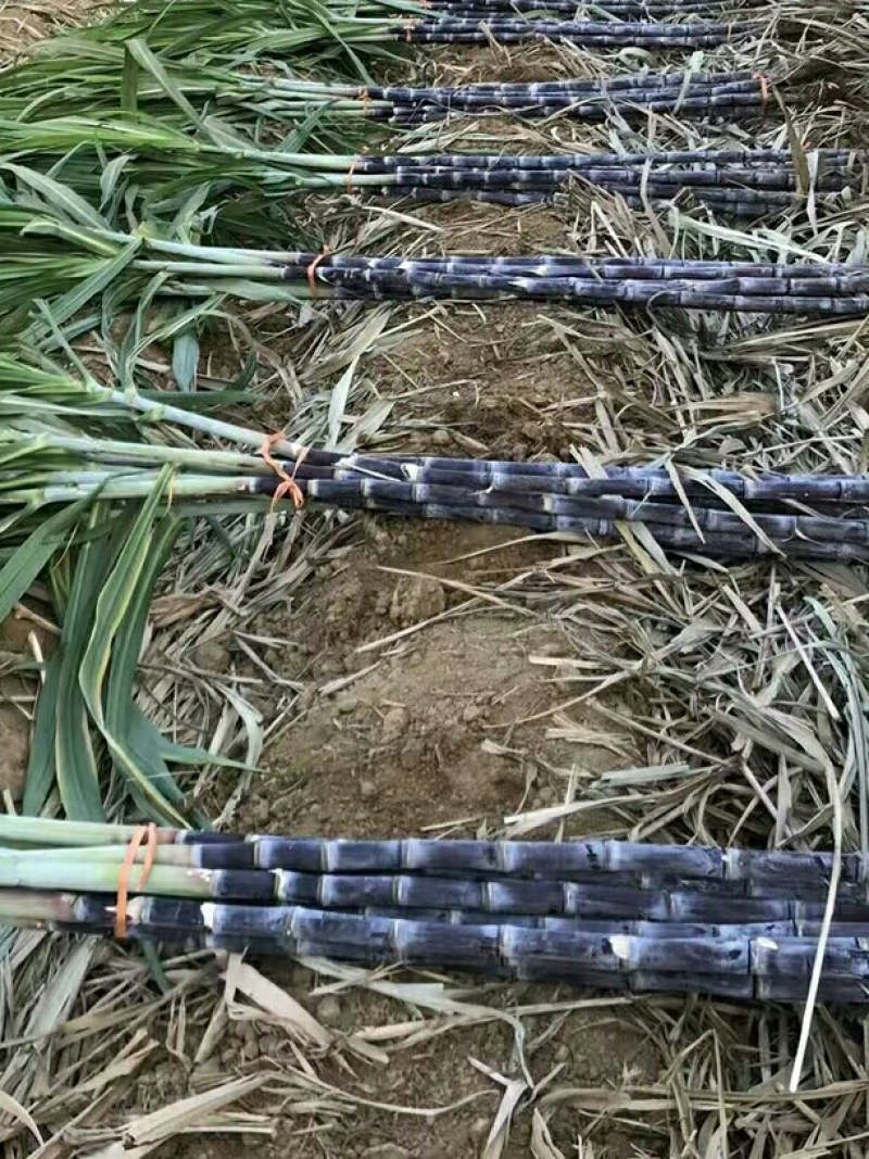 黑皮甘蔗