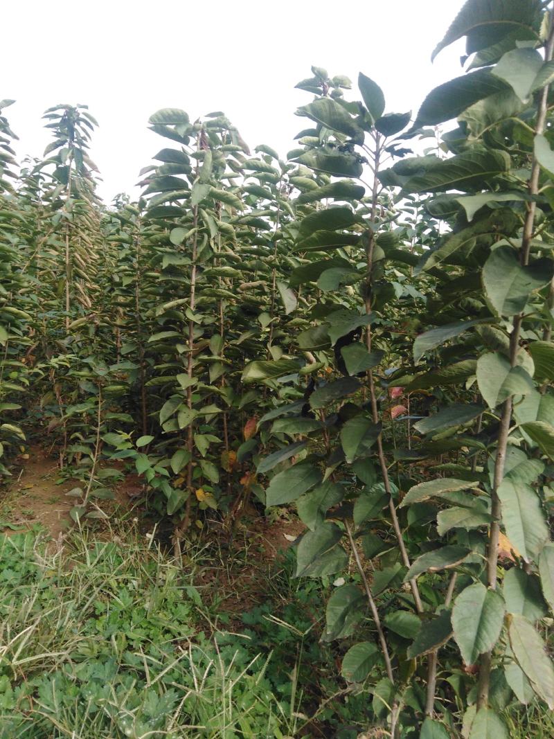 樱桃苗，鸡心樱桃苗，八公分以上樱桃树基地直销