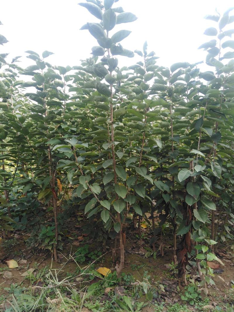 樱桃苗，鸡心樱桃苗，八公分以上樱桃树基地直销