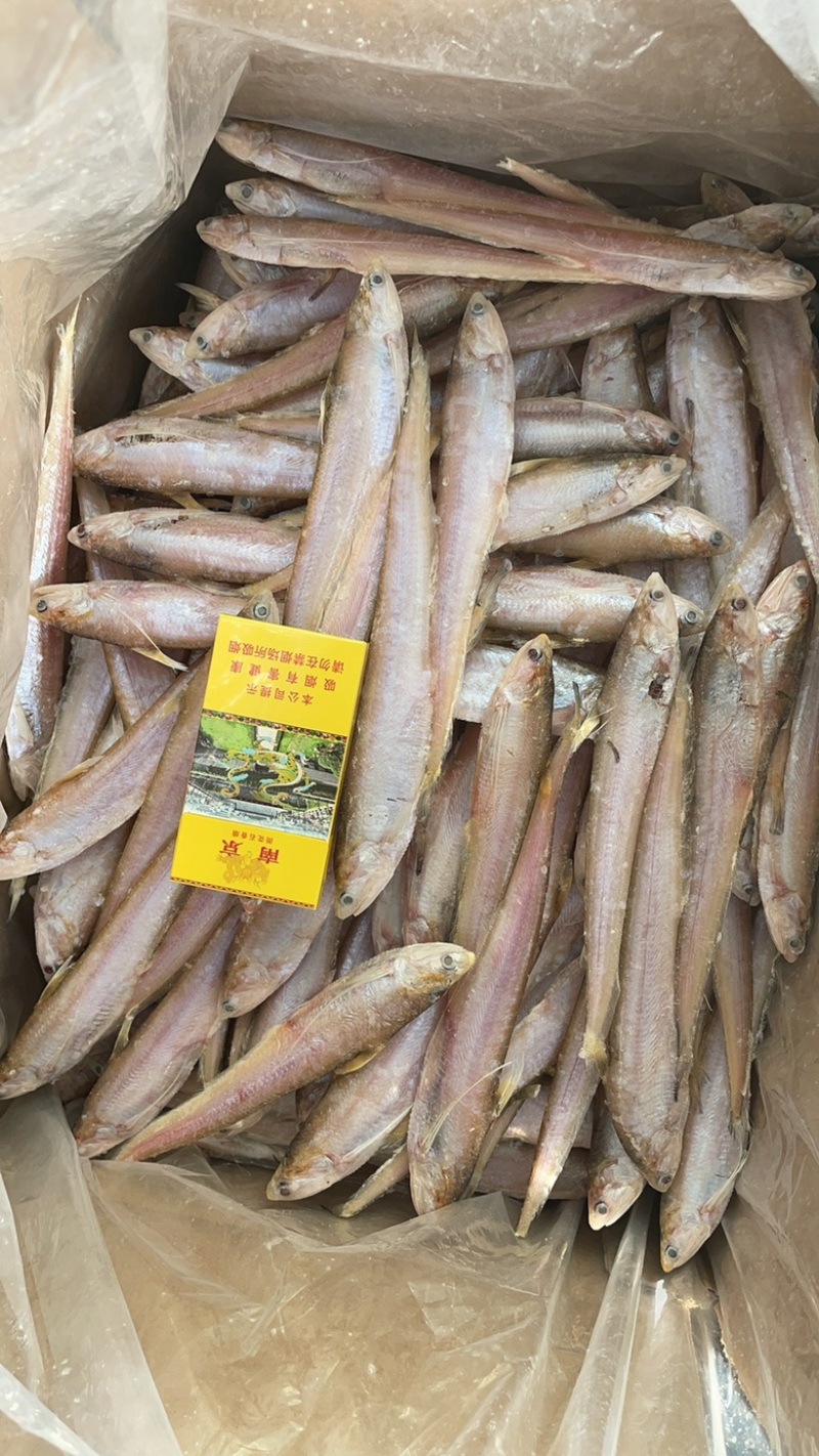 大量冷冻冰鲜毛刀鱼