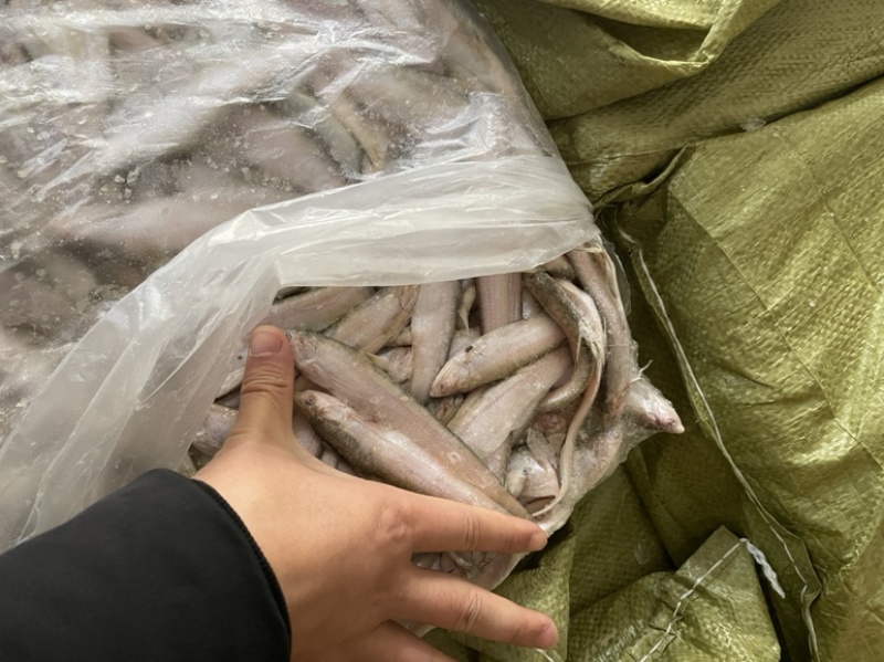 大量冷冻冰鲜毛刀鱼