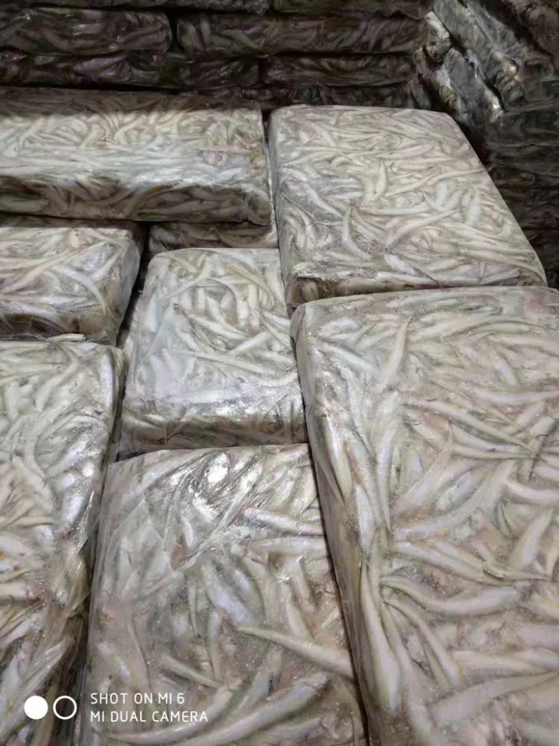 大量冷冻冰鲜毛刀鱼