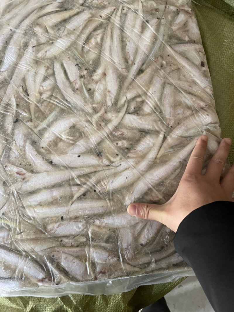 大量冷冻冰鲜毛刀鱼