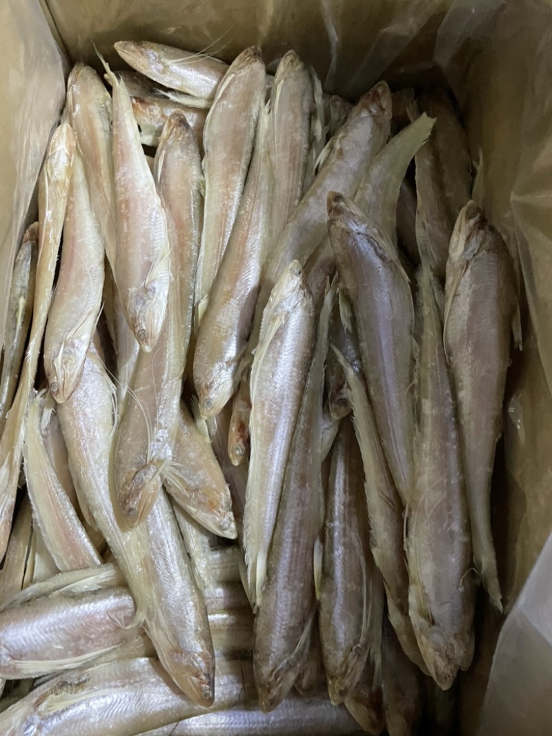大量冷冻冰鲜毛刀鱼
