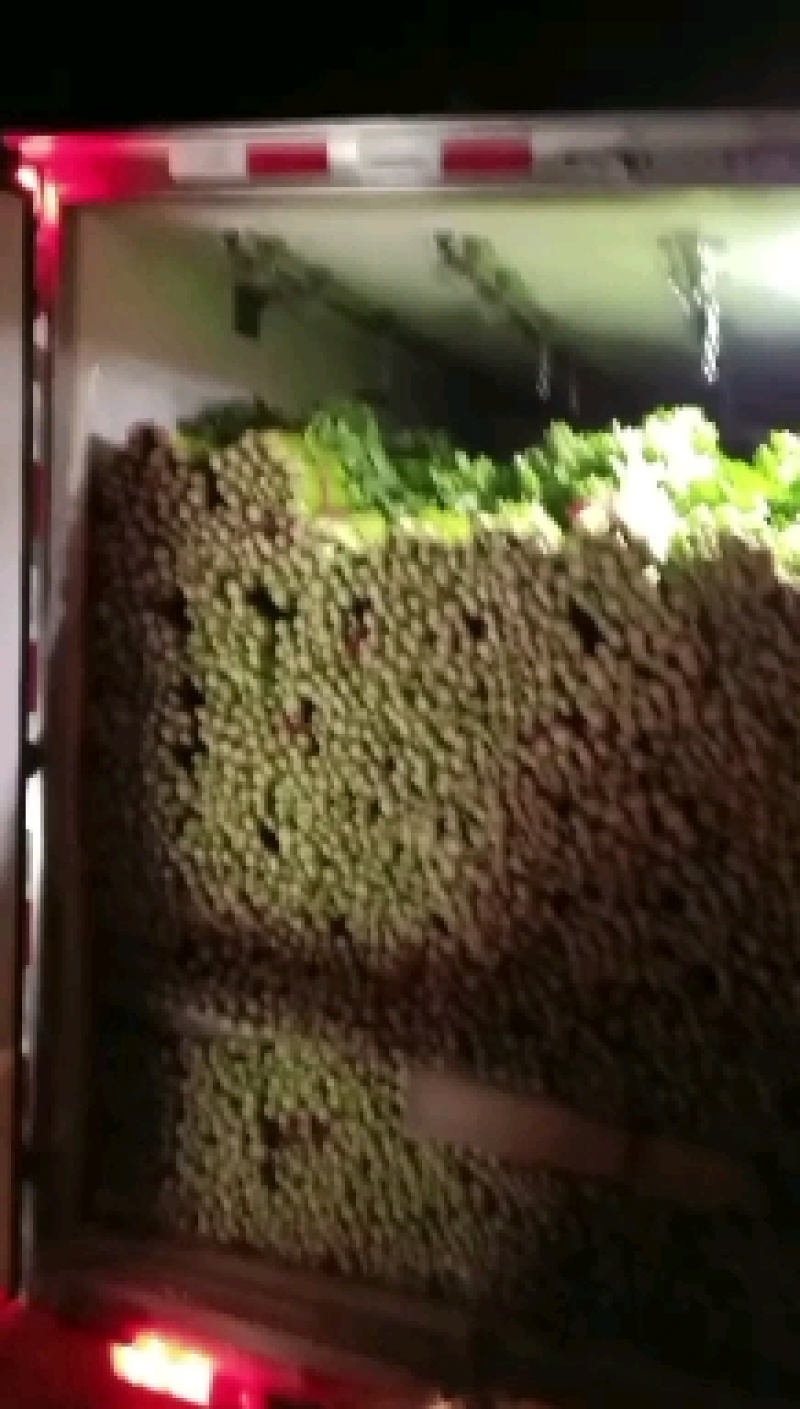 大棚温室西芹，发货皇后，芹菜产地直发！价格便宜