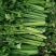 大棚温室西芹，发货皇后，芹菜产地直发！价格便宜