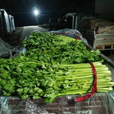 大棚温室西芹，发货皇后，芹菜产地直发！价格便宜