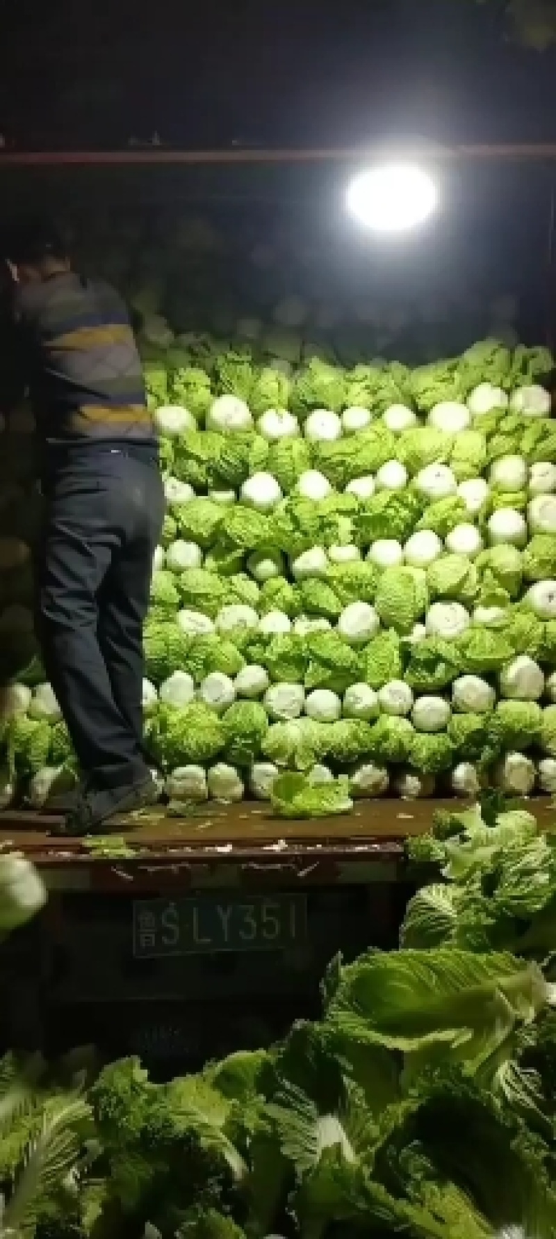 供应肥城北京新三号大白菜黄心菜货源充足价格便宜