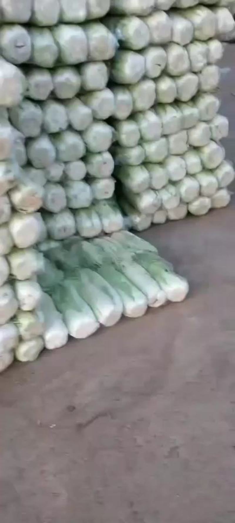 供应肥城北京新三号大白菜黄心菜货源充足价格便宜