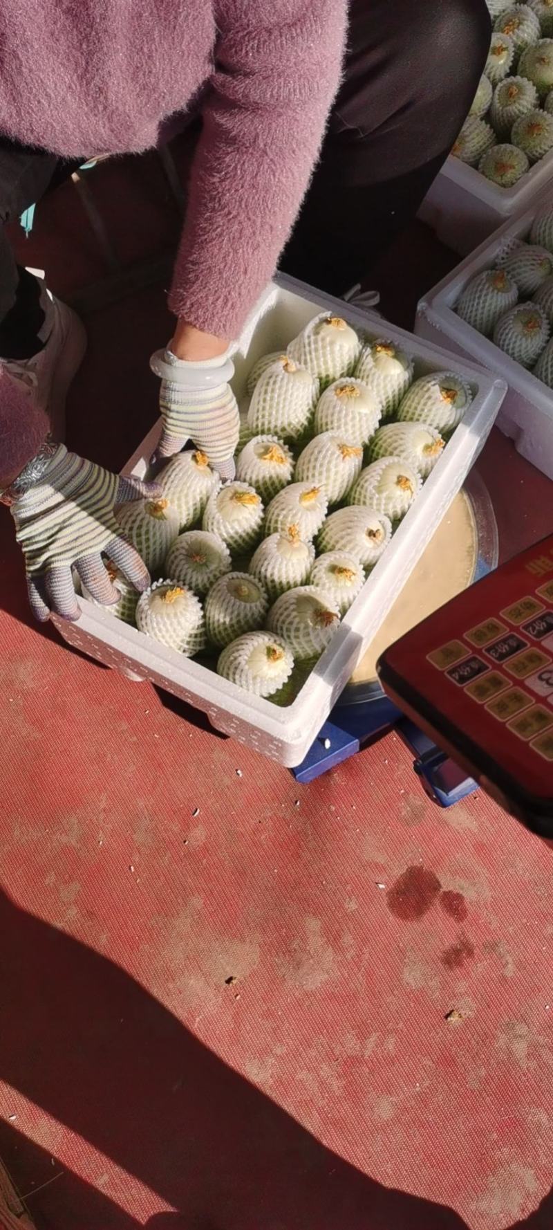 产地直供金童玉女拇指黄瓜！