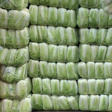 供应肥城北京新三号大白菜黄心菜货源充足价格便宜