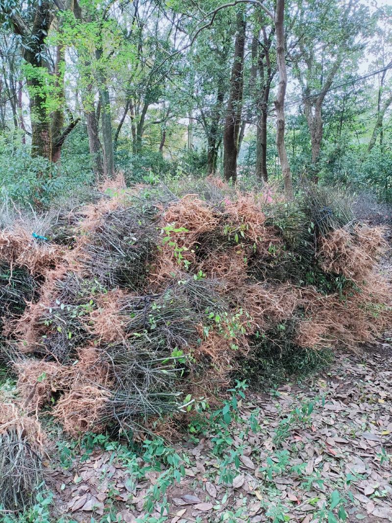 岗梅苗
