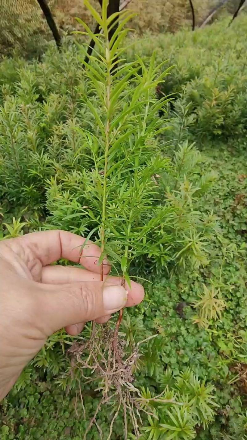 红豆杉苗，红豆杉苗价格，红豆杉小苗，红豆杉苗批发，