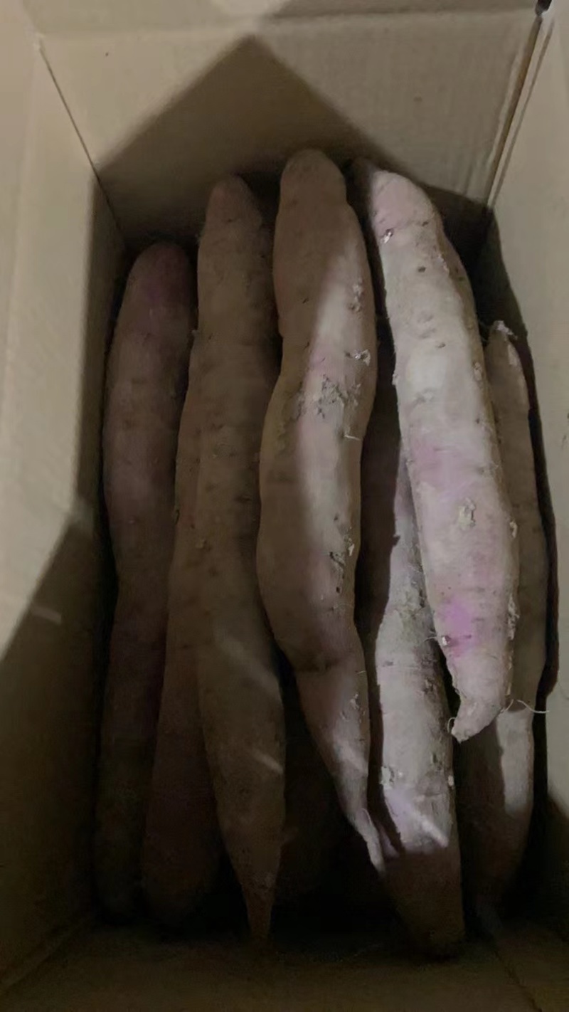 精品秦5红薯