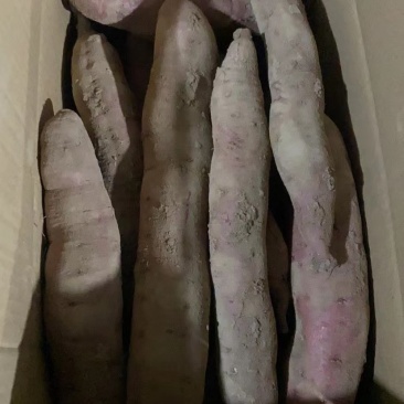 精品秦5红薯