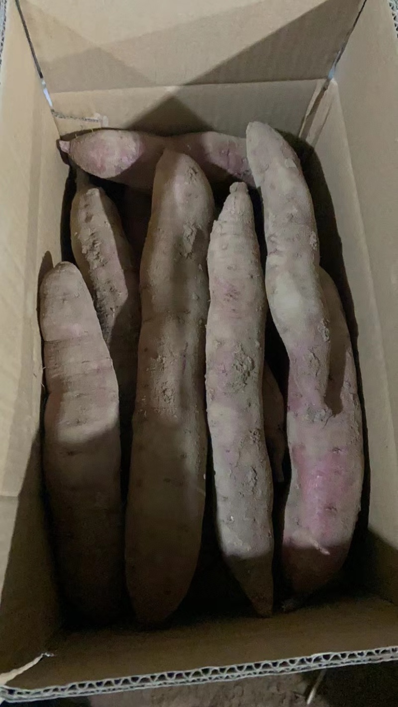 精品秦5红薯