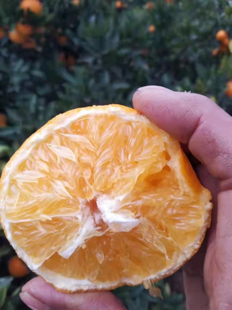 重庆开州区精品脐橙大量上市价低质量好/产地直发