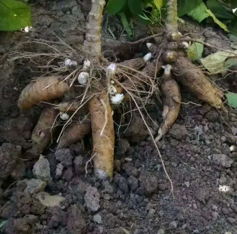 改良玄参芽香蕉型玄参提供种植技后期上门回收