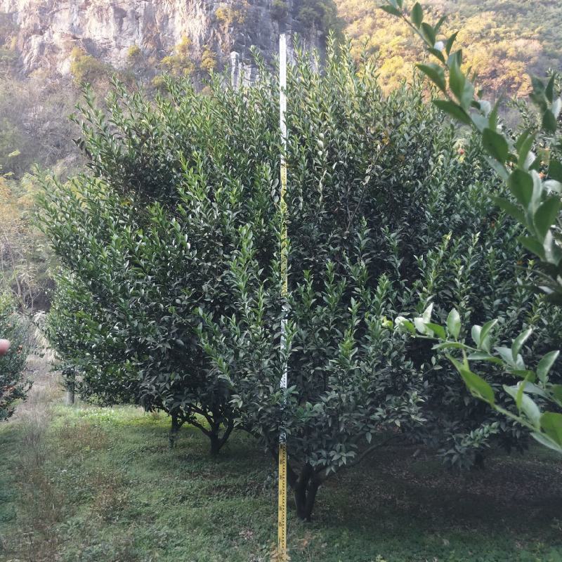 3000颗南丰蜜桔树出售3.5米以上