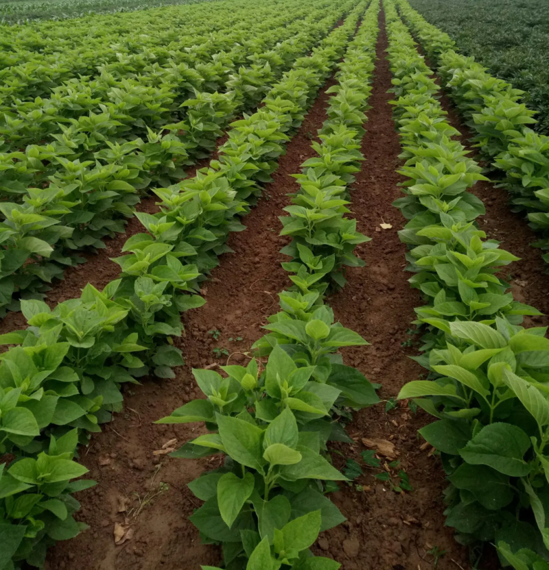 改良玄参芽香蕉型玄参提供种植技后期上门回收