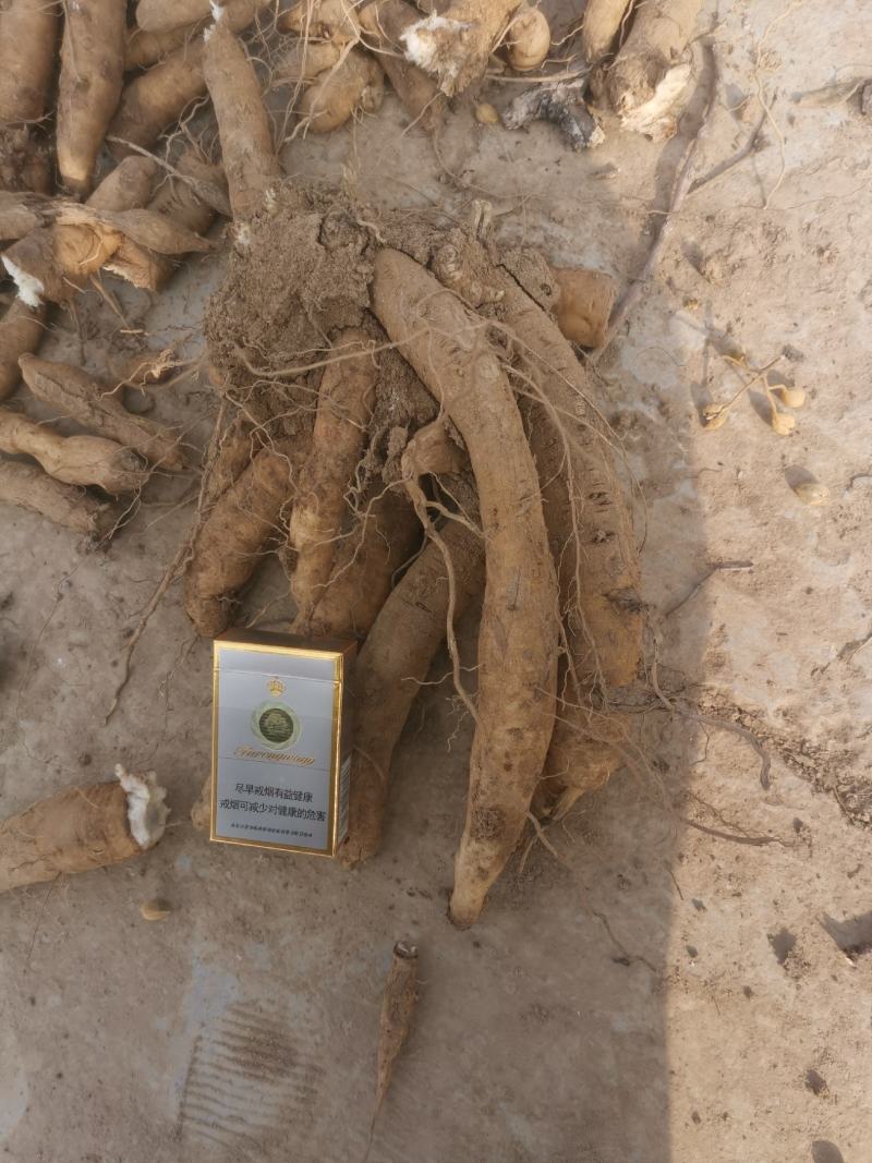 改良玄参芽香蕉型玄参提供种植技后期上门回收