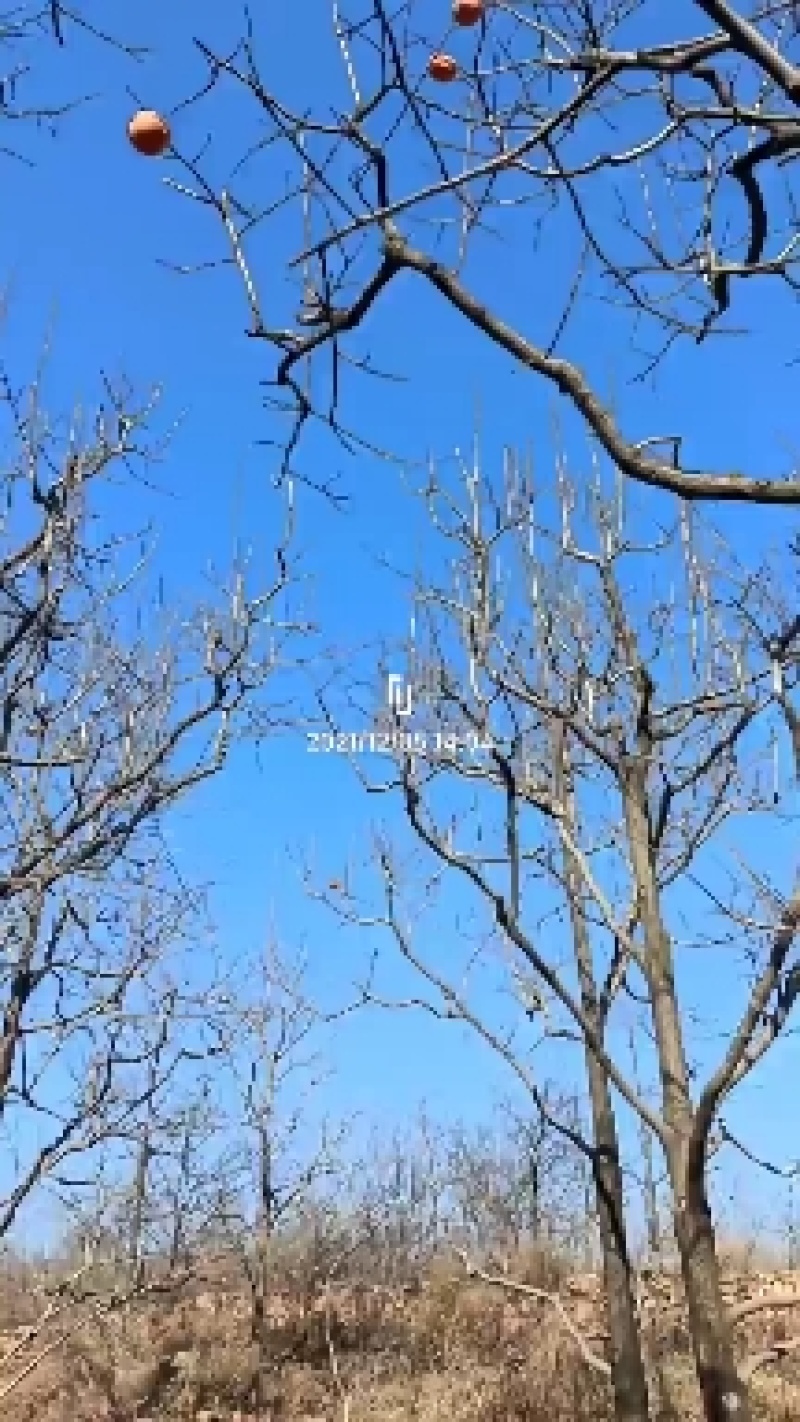 15-18-20-25-30-60-100公分精品柿子树
