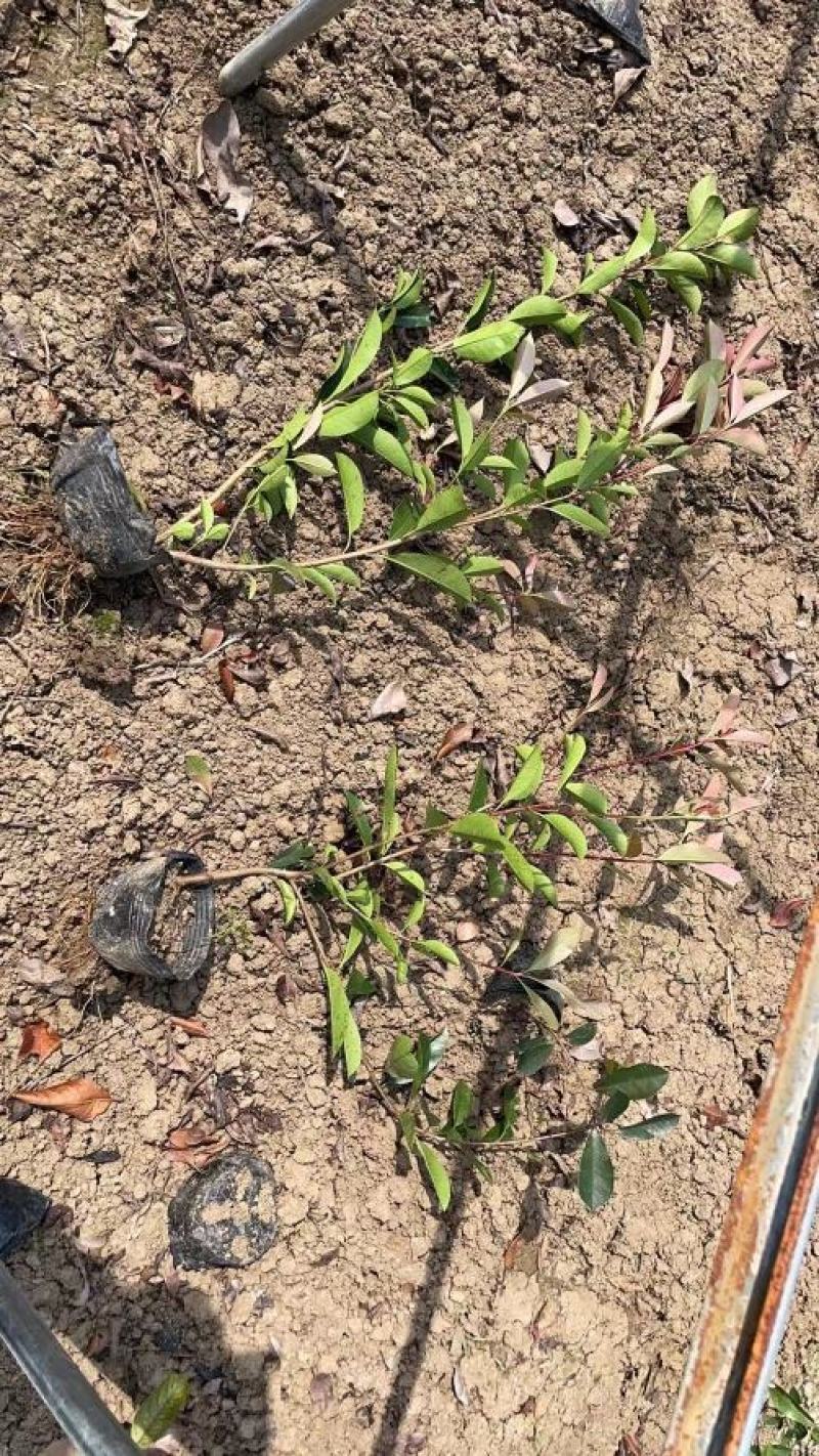 红叶石楠杯苗江苏沭阳基地直供无中间商有需要的联系我
