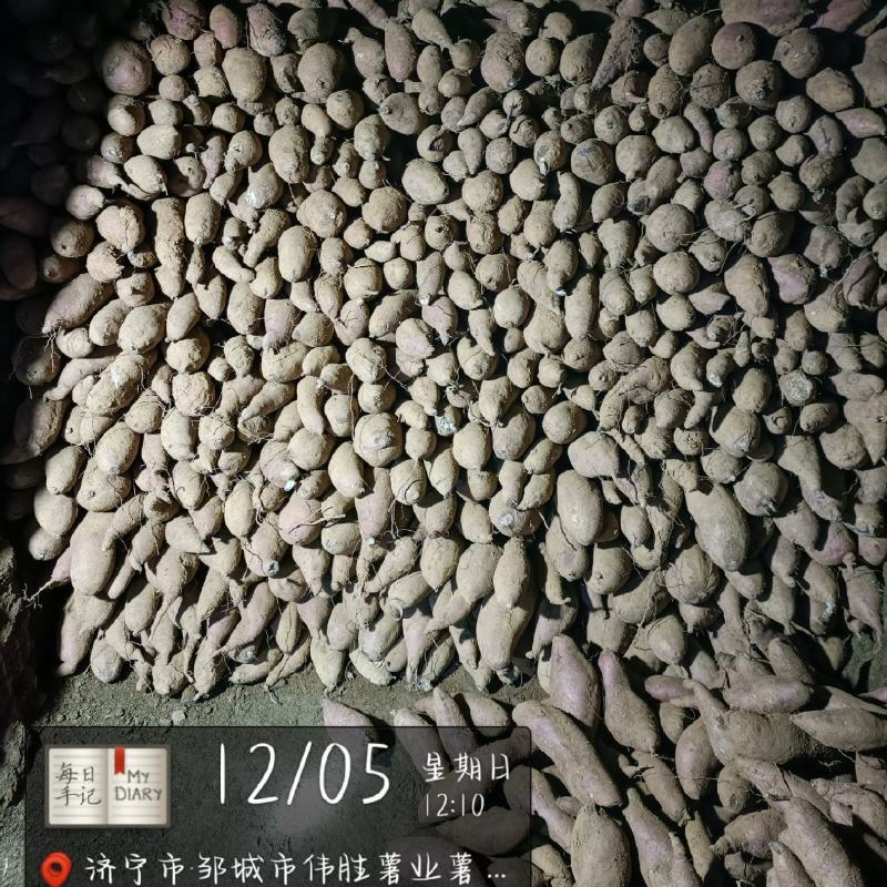 白心薯杠九（19）三两以上市场货加工薯块淀粉型