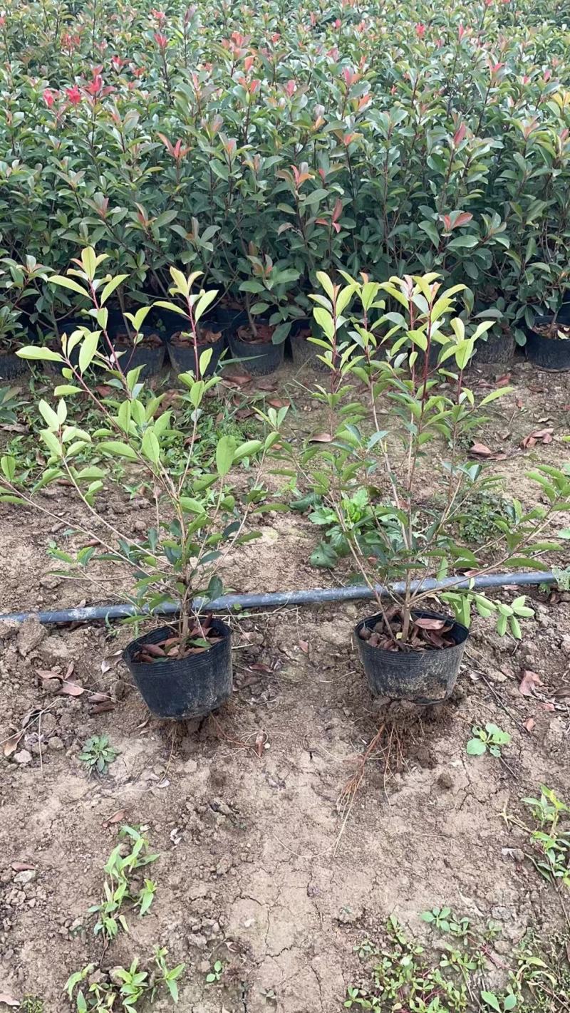 红叶石楠杯苗江苏沭阳基地直供无中间商有需要的联系我