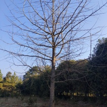 银杏树低分枝主杆树大量上市，基地直发规格齐全，欢迎联系