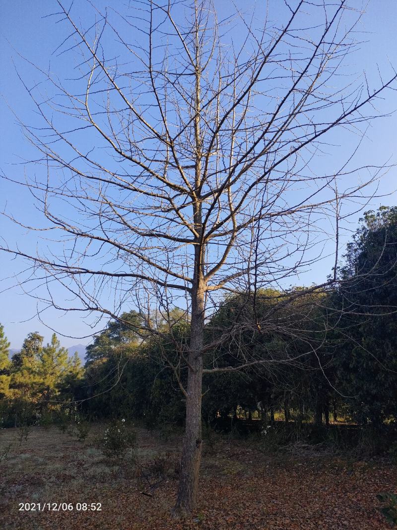 银杏树低分枝主杆树大量上市，基地直发规格齐全，欢迎联系