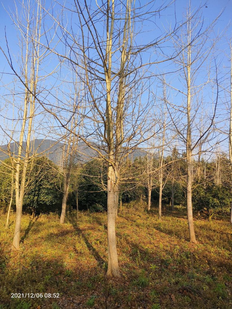 银杏树低分枝主杆树大量上市，基地直发规格齐全，欢迎联系
