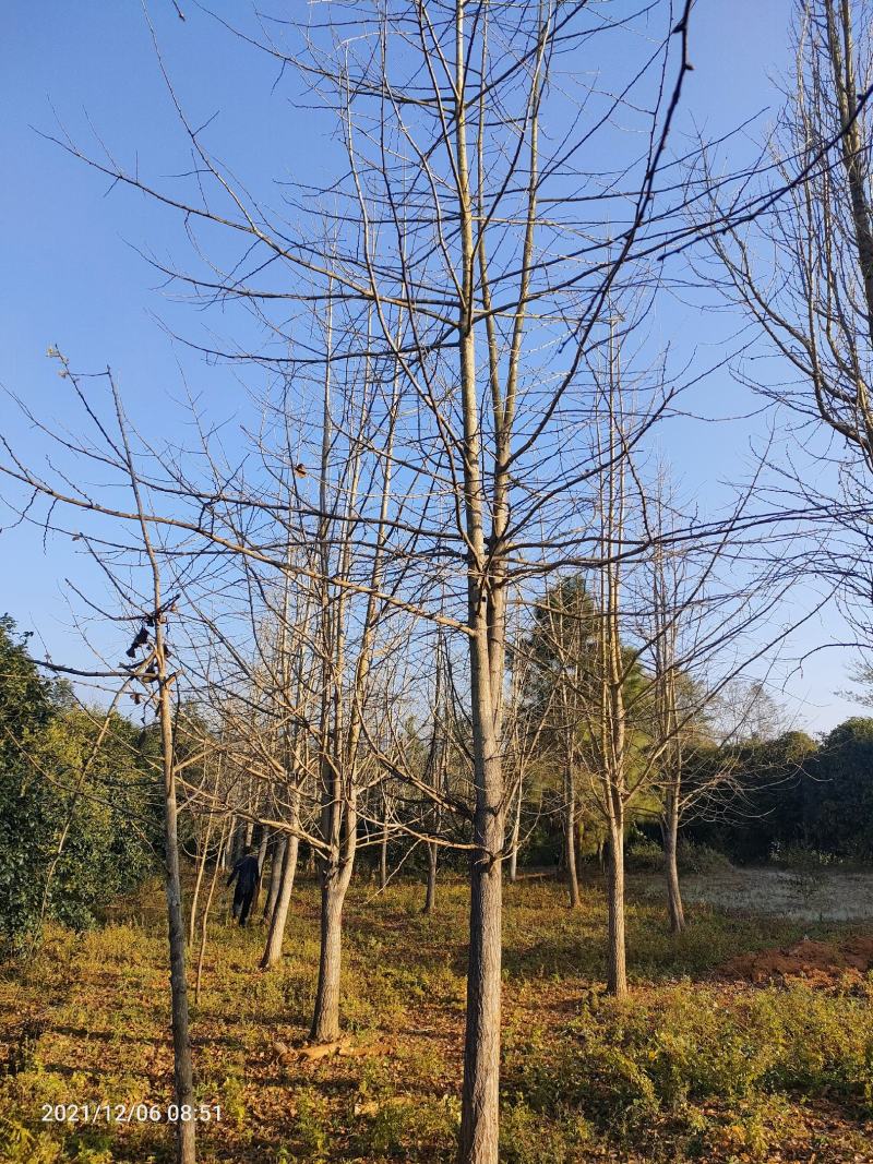 银杏树低分枝主杆树大量上市，基地直发规格齐全，欢迎联系