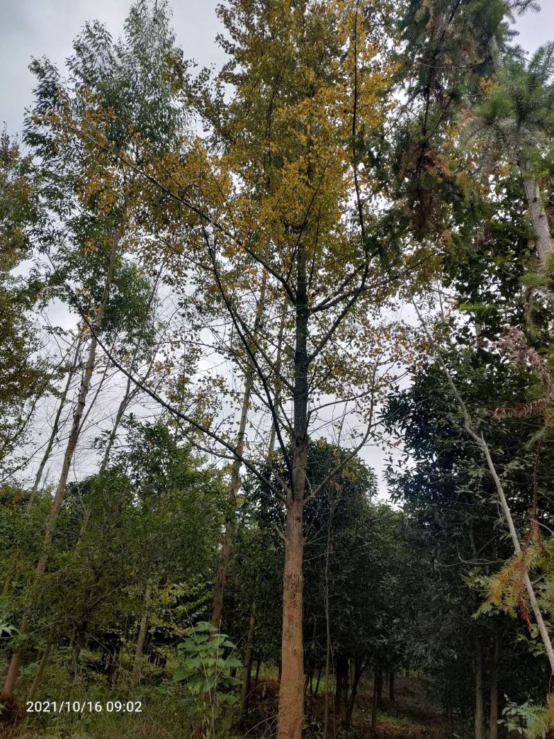 银杏树低分枝主杆树大量上市，基地直发规格齐全，欢迎联系