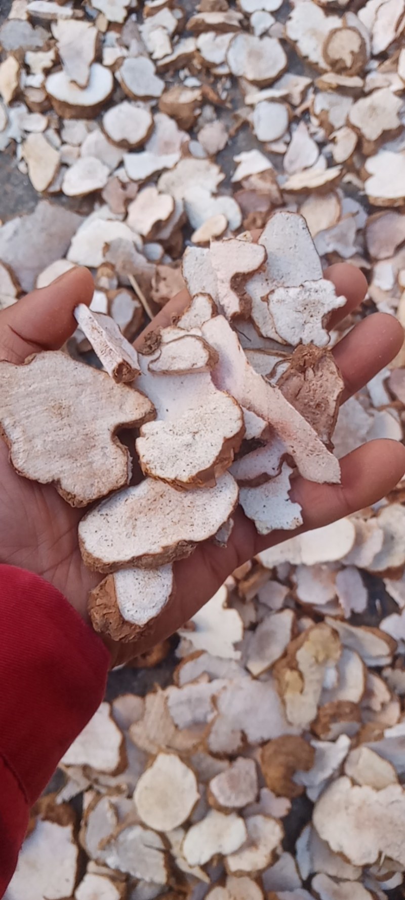 纯野生湖南土茯苓干片，23年新货，肉质粉白，无硫手工切片