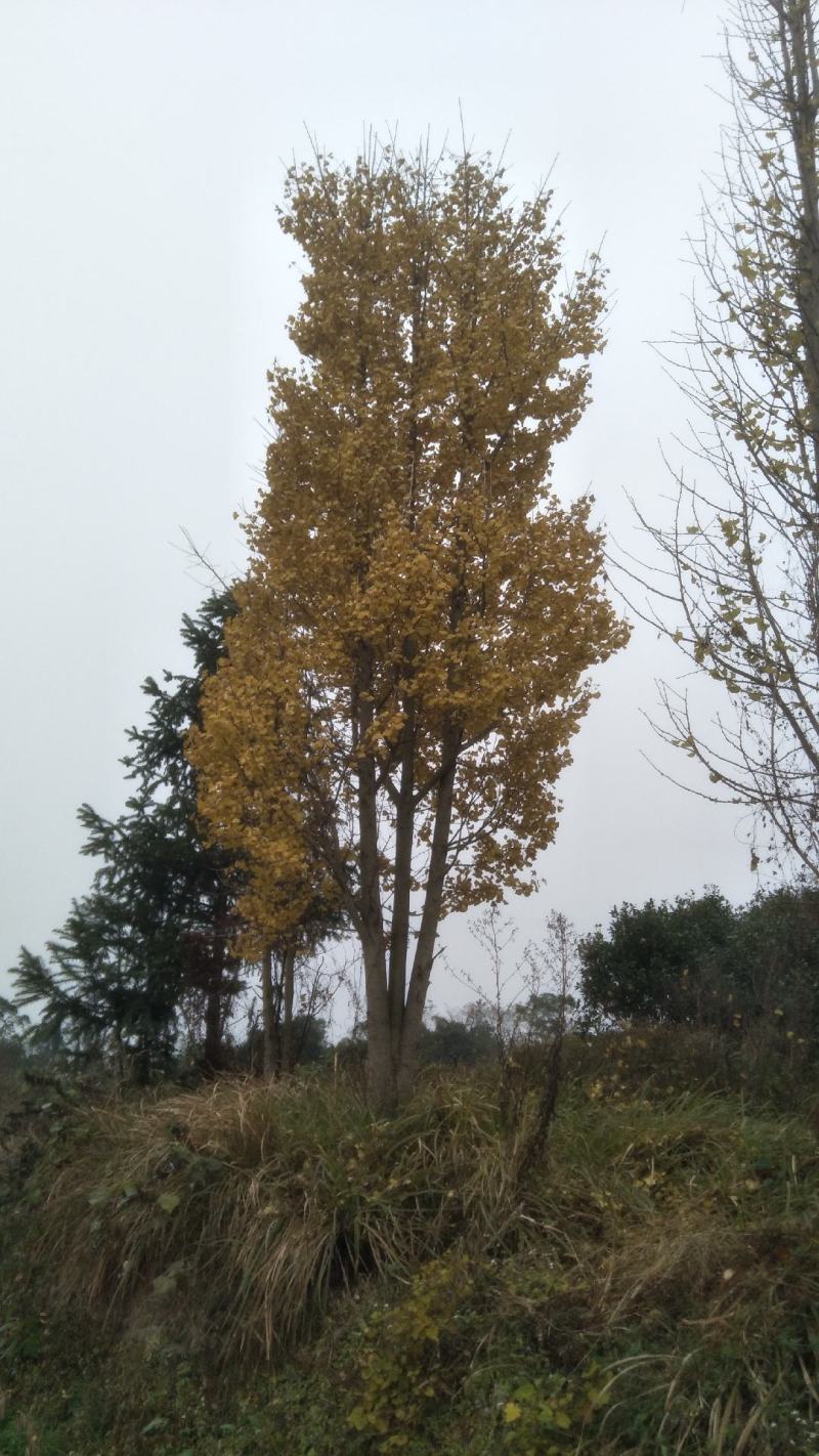 银杏树低分枝主杆树大量上市，基地直发规格齐全，欢迎联系